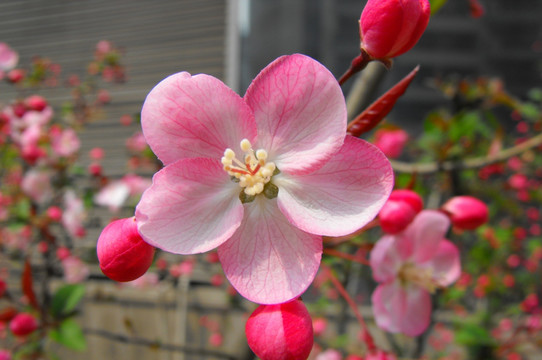 桃花桃树春暖花科