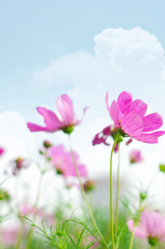 格桑花