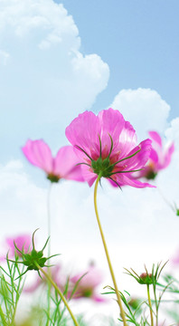 格桑花