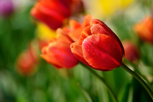 郁金香花卉