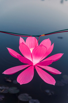灯会莲花