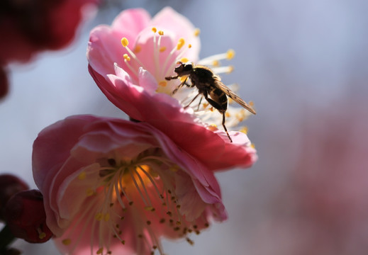 梅花