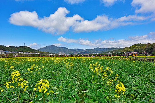 油菜花