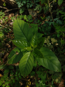 杜茎山