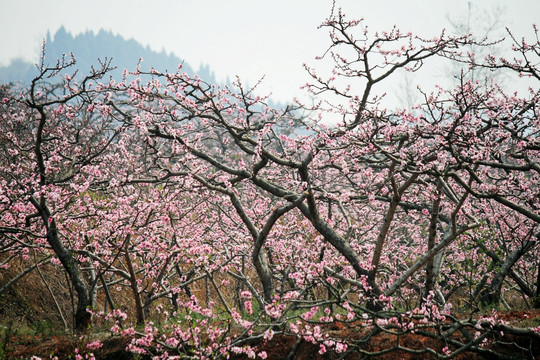 桃花林