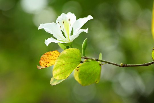 白紫荆花