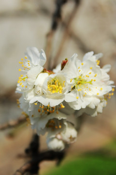 樱桃花