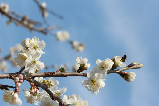 樱桃花