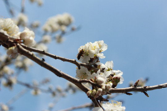 樱桃花