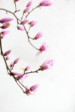 玉兰花