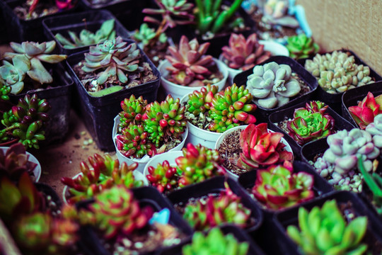 多肉植物