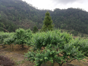 三华李种植