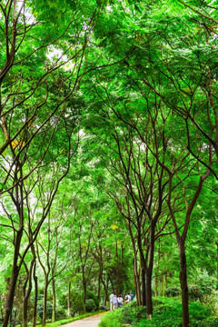 森林 绿树林