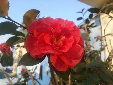美丽茶花