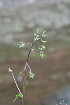 新芽嫩叶