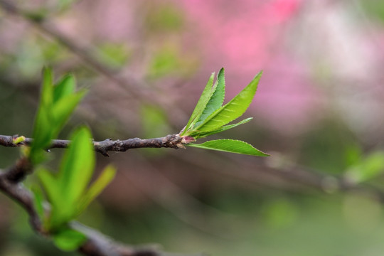 新芽嫩叶