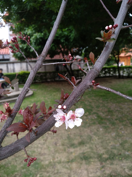 树枝上的梅花