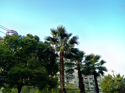 小区绿化 棕榈树