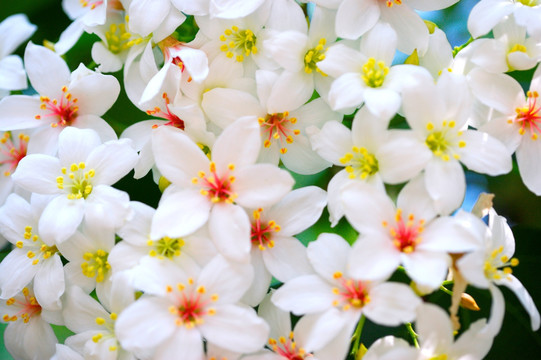 白花漂亮的小白花