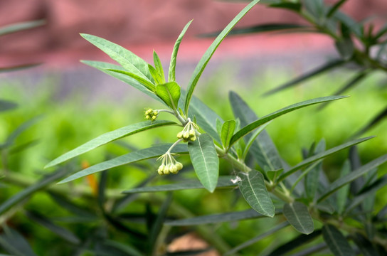 钉头果 草药