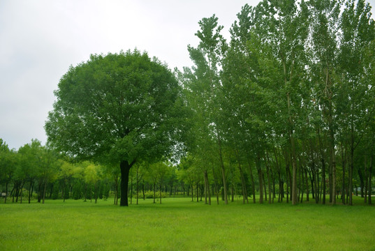 绿树草地