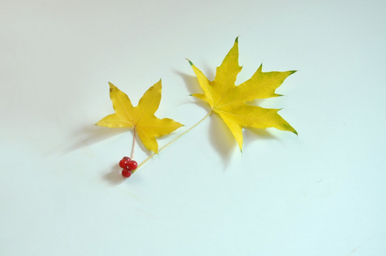 两片枫叶的形态和颜色