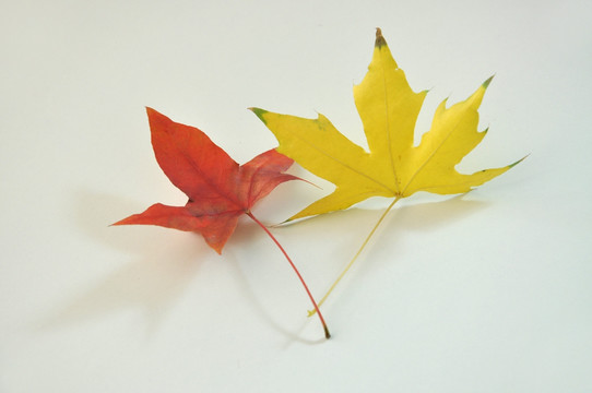 红叶和黄叶组成的形态