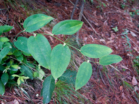 百合科植物托柄菝葜