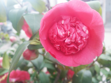 茶花