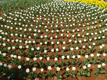 郁金香花海