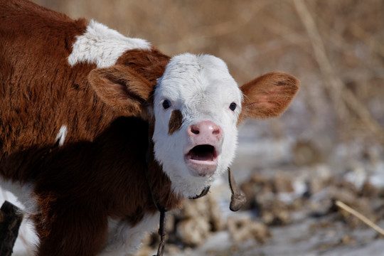 牛犊 小牛 老黄牛 奶牛 牛头