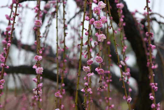 梅花前景素材