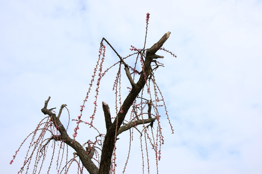 江苏盐城梅花湾景区