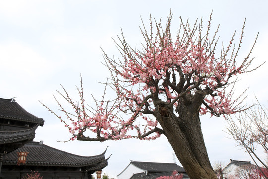 梅花前景素材