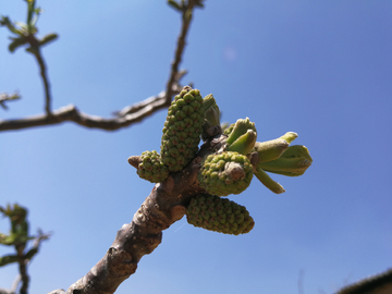 核桃树 核桃花 核桃芽