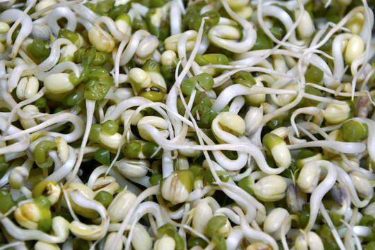 绿豆芽