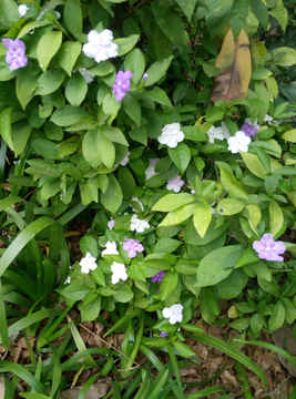 五瓣花 五叶花 小花朵 花