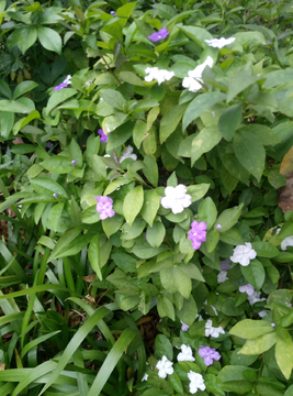 五瓣花 五叶花 小花朵 花