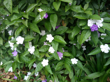 五瓣花 五叶花 小花朵 花