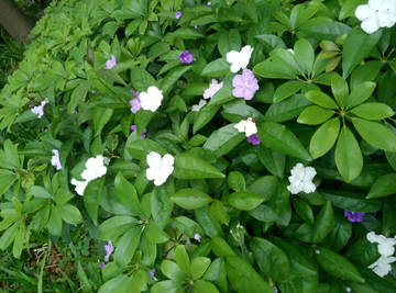 五瓣花 五叶花 小花朵 花