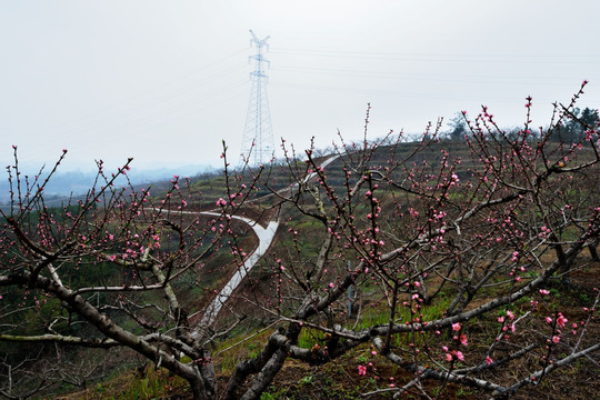 桃花 桃树 桃园