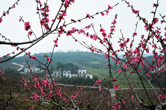 桃花 桃树