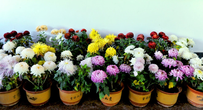 菊花盆景