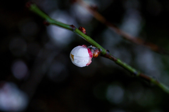 花苞