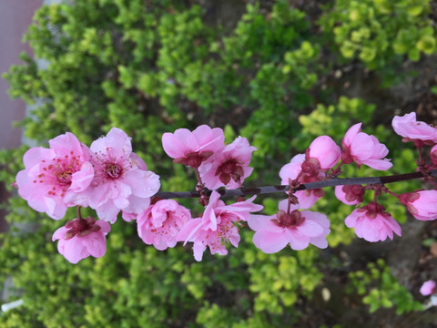 碧桃花