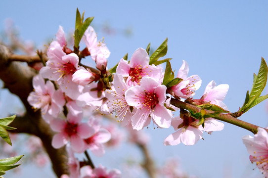 桃花