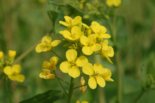 油菜花