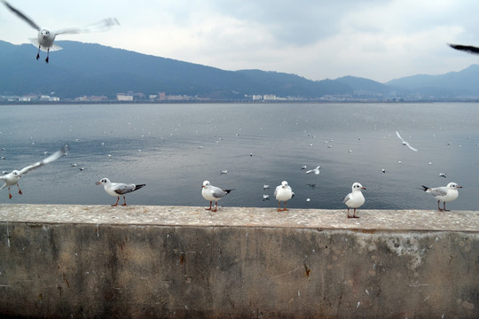大理海鸟