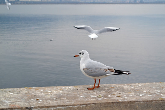 大理海鸟