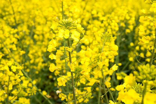 油菜花